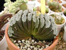 Haworthia